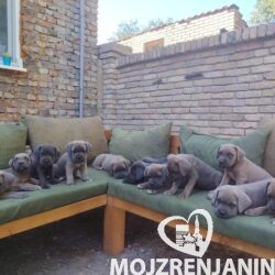 1 cane corso   TS0825
