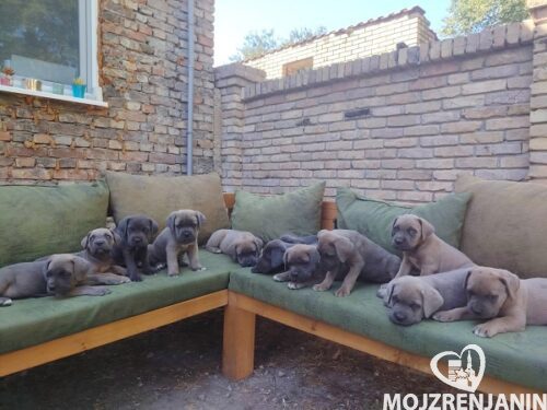 1 cane corso TS0825 1 cane corso TS0825