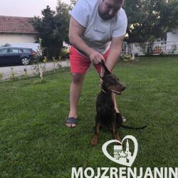 1 dobermani N0925