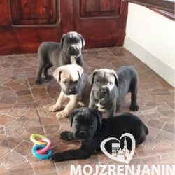 1  canecorsoJN0925