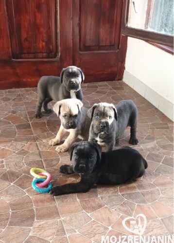 1 canecorsoJN0925 1 canecorsoJN0925