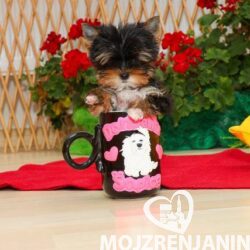 yorkie terijer 01