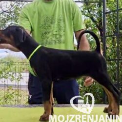 1  doberman  AV0925