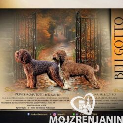 lagotto 01