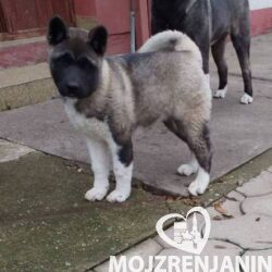 americka akita 01