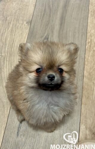 1 pomeranacN1225 1 pomeranacN1225