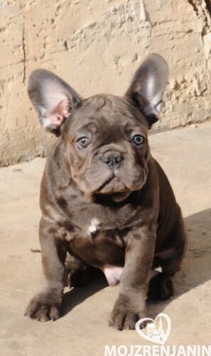 1 frbulldog1225 1 frbulldog1225