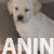2 labradorSM1225