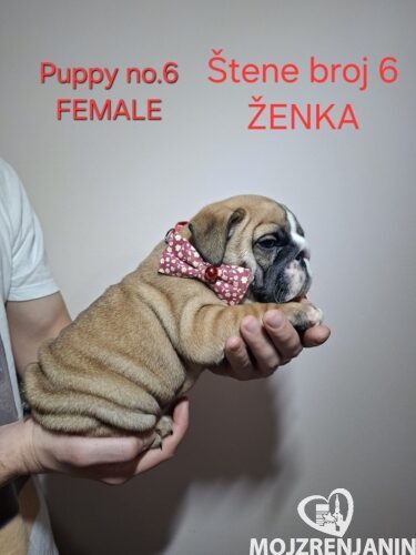 1 engleskibuldogSM1225 1 engleskibuldogSM1225