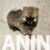 5 pomeranacN1225 5 pomeranacN1225