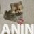 4 pomeranacN1225