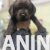 4 labradorS0126
