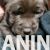 5 labradorS0126
