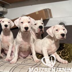 1a dogoargentinoS0126