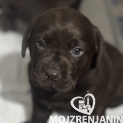 1 labradorS0126