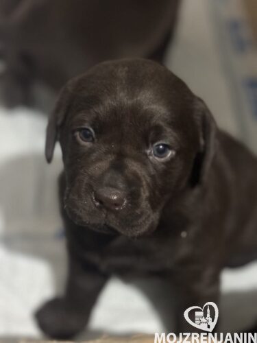 1 labradorS0126 1 labradorS0126