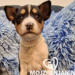 1 basenji GZ0126