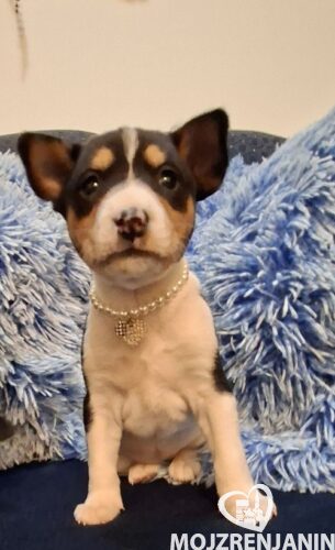 1 basenji GZ0126 1 basenji GZ0126