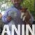 6 basenji GZ0126 6 basenji GZ0126