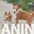 2 basenji GZ0126