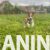 basenji 05 basenji 05