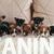 basenji 02