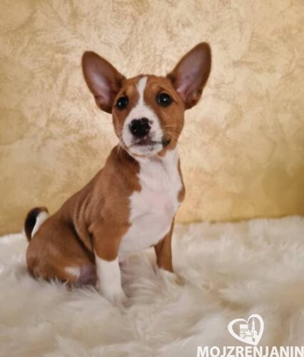 basenji 01 basenji 01