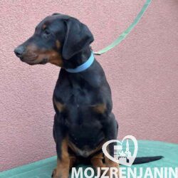dobi