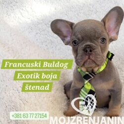 1 francuski buldogA0326