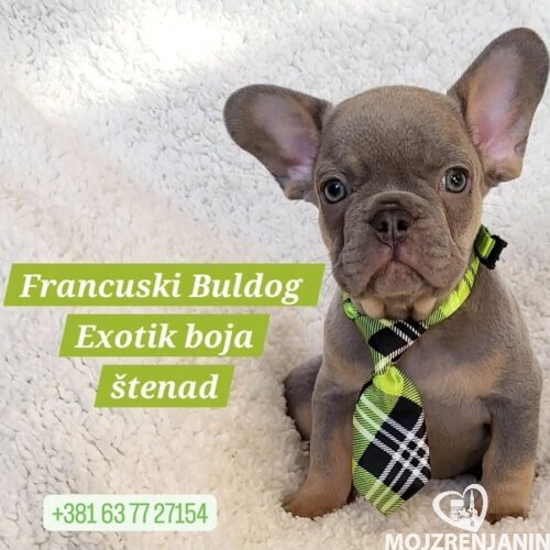 1 francuski buldogA0326 1 francuski buldogA0326