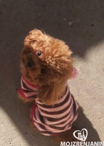 toy pudla 01 toy pudla 01