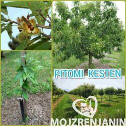 kesten1