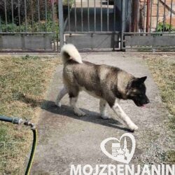 americka akita 01