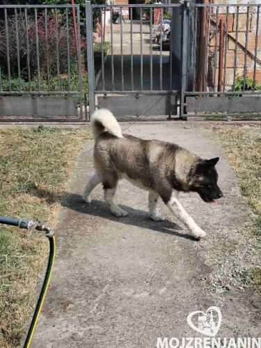 americka akita 01 americka akita 01