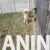 americka akita 03 americka akita 03