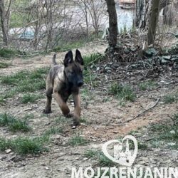 1 belgijskiomN0326