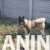 americka akita 02 americka akita 02