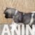 americka akita 04