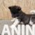 americka akita 05 americka akita 05