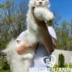 1 Maine Coon M0426