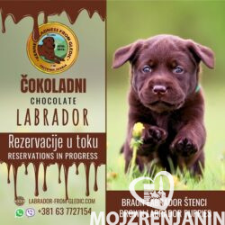 1 labradorA0426