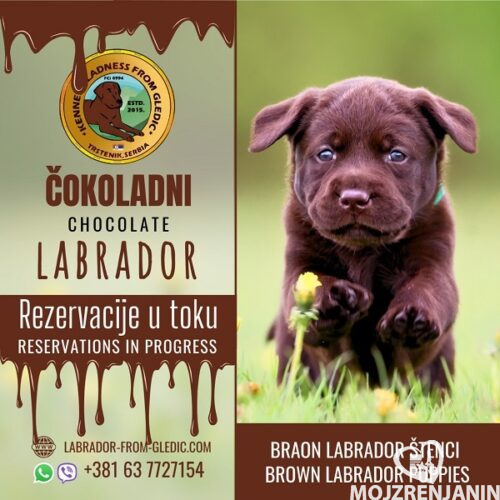 1 labradorA0426 1 labradorA0426