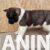 americka akita 03
