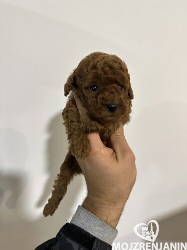 toy pudle 01.jpeg toy pudle 01.jpeg