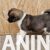 americka akita 02