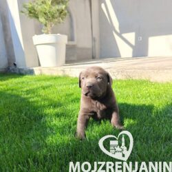 1 labradorG0426