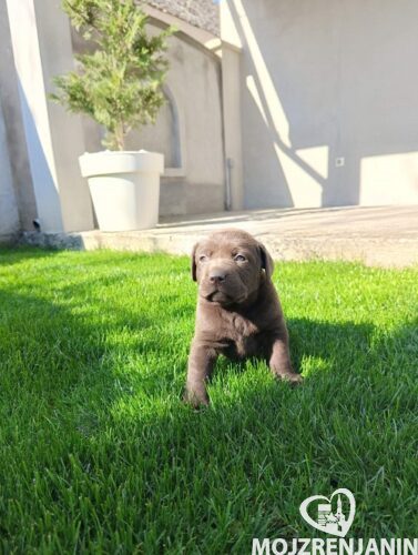 1 labradorG0426 1 labradorG0426