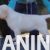 3 labrador   ZS1225