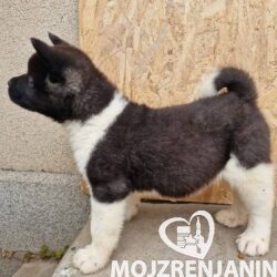 americka akita 01