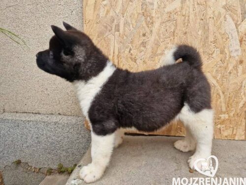 americka akita 01 americka akita 01